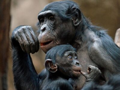 two bonobos